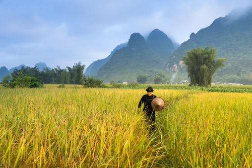 girl in the field 